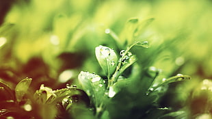 closeup photography of water dew on plant leaf